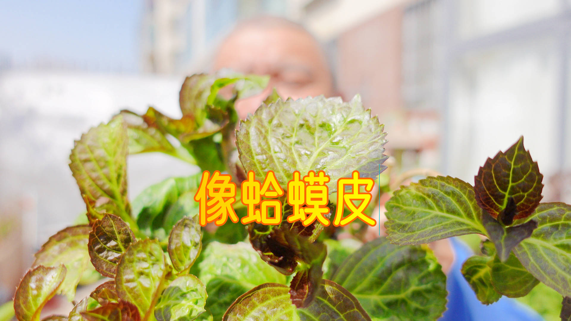 春天大花绣球新生叶片"皱皱巴巴"什么原因