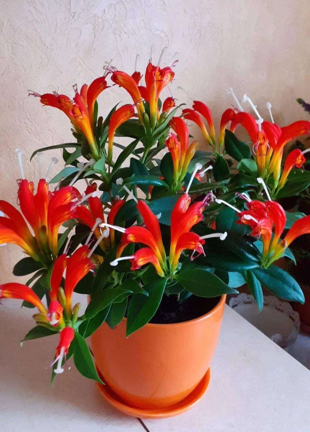 开满金黄色花朵的美丽口红花,养在朝东窗台上就能开花灿烂_养护_时候