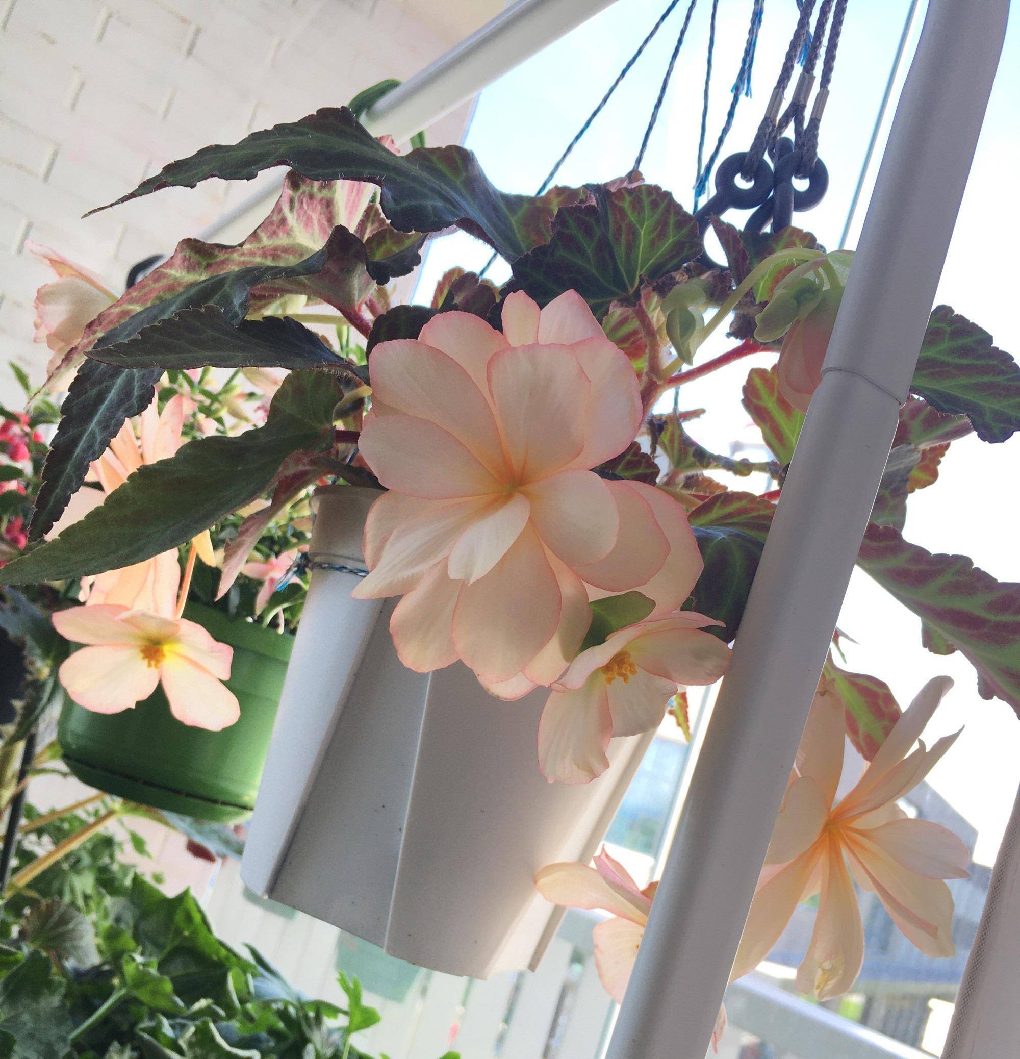 喜欢垂吊盆栽花,就养"垂吊球根海棠",颜值超高,开花也勤奋_花盆_花卉