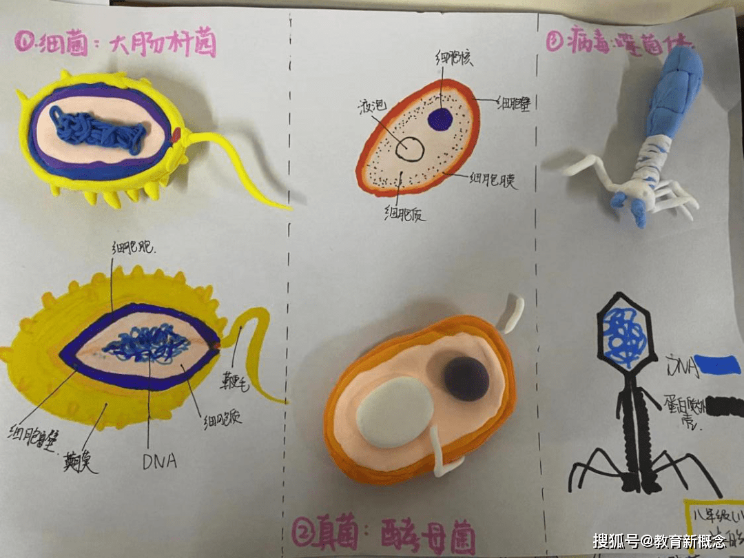 八年级的学生制作生物模型,以细菌,真菌,病毒三种生物为主题,同学们