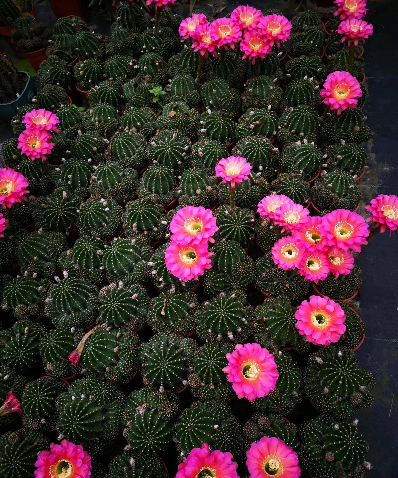 有种仙人球叫"浓桃筋",颜值高,爱开花,香味好闻,你值得拥有_品种_植物