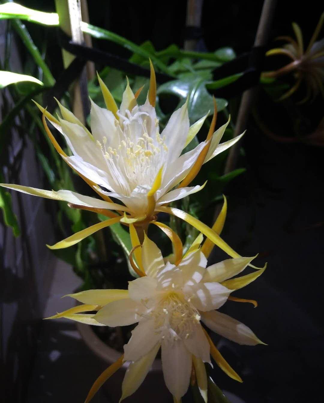 室内盆栽"新宠"—锯齿昙花,能观叶,赏花,闻花香,耐阴且好养_开花_植物