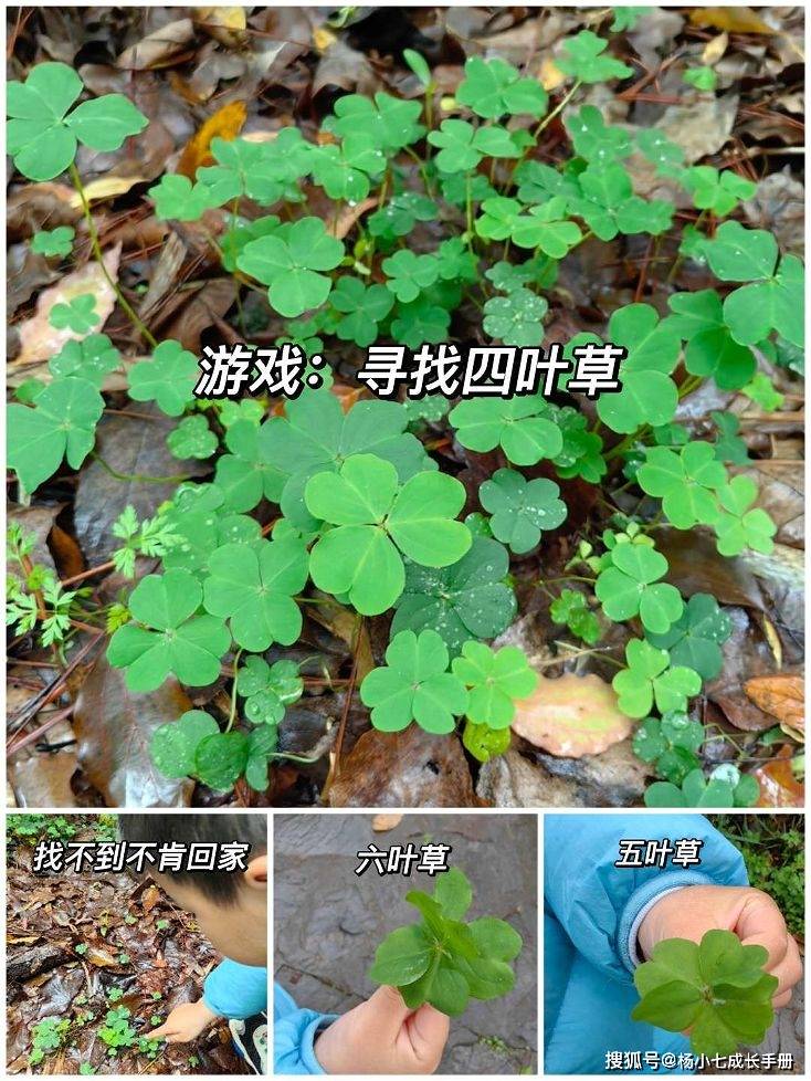 四叶草种子（红三叶草种子图片） 第11张