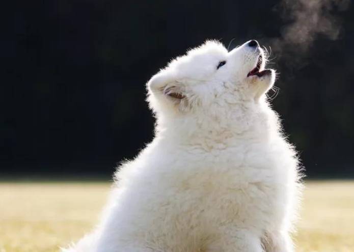 狗狗突然发出"嗷呜"的狼叫,有这几个原因_叫声_声音_主人