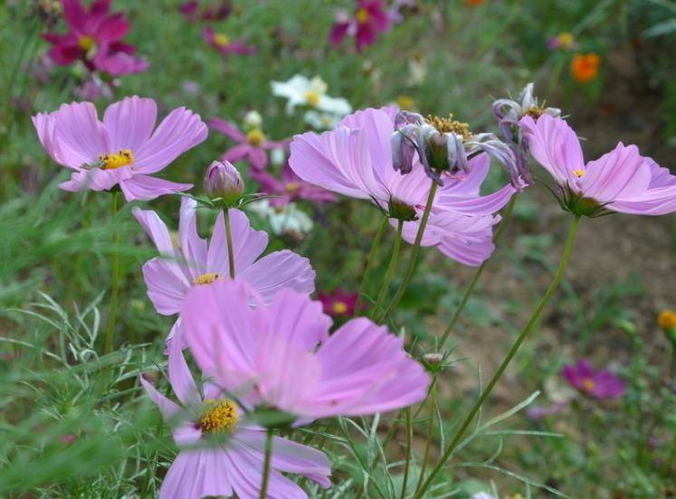 秋英花色多為白色和紅色兩種,白色花色純潔,因此,白色秋英的花語為