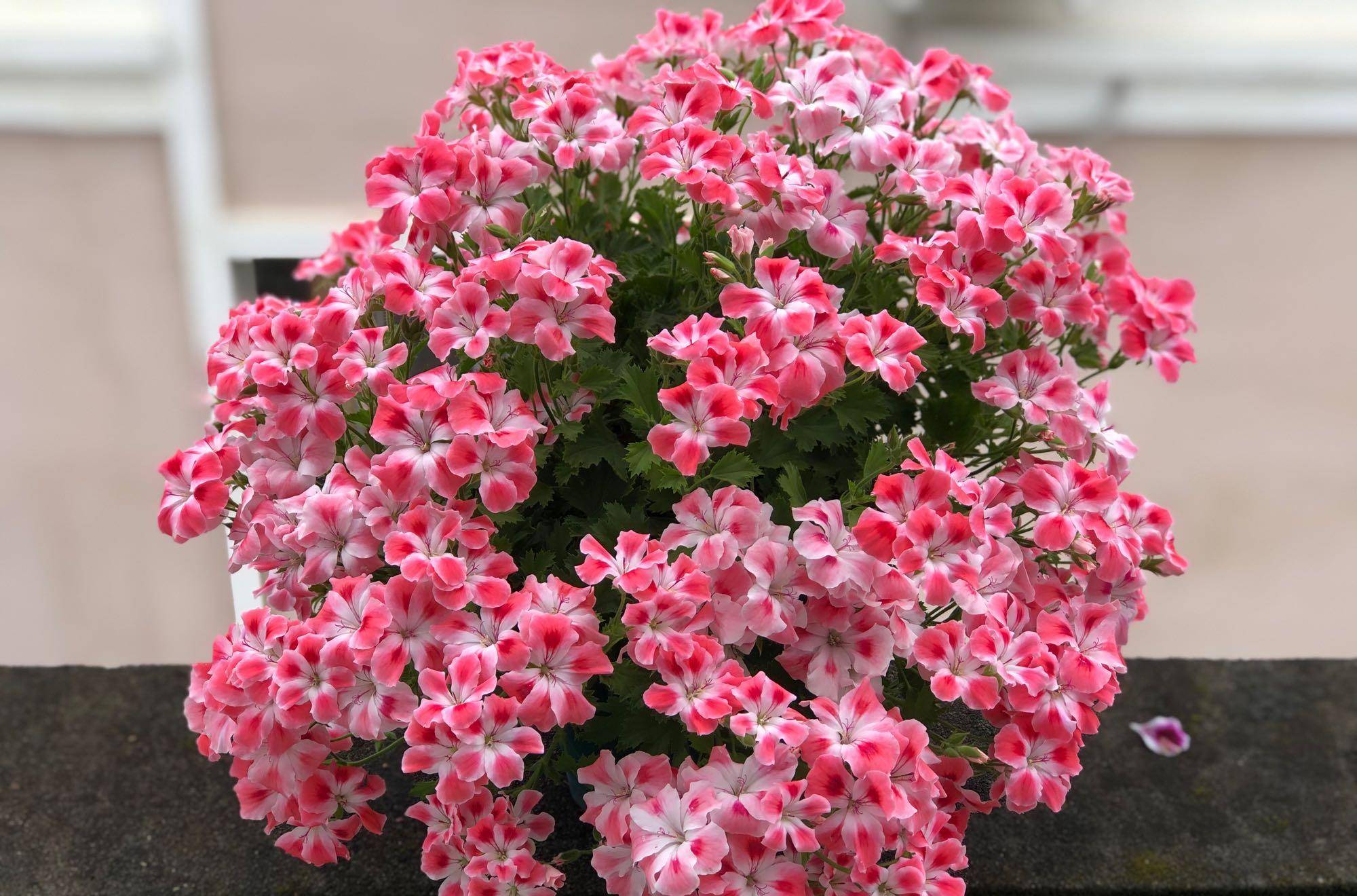 有种天竺葵叫"糖果粉云",又美又仙,花量超多,新手养也能爆盆_阳台