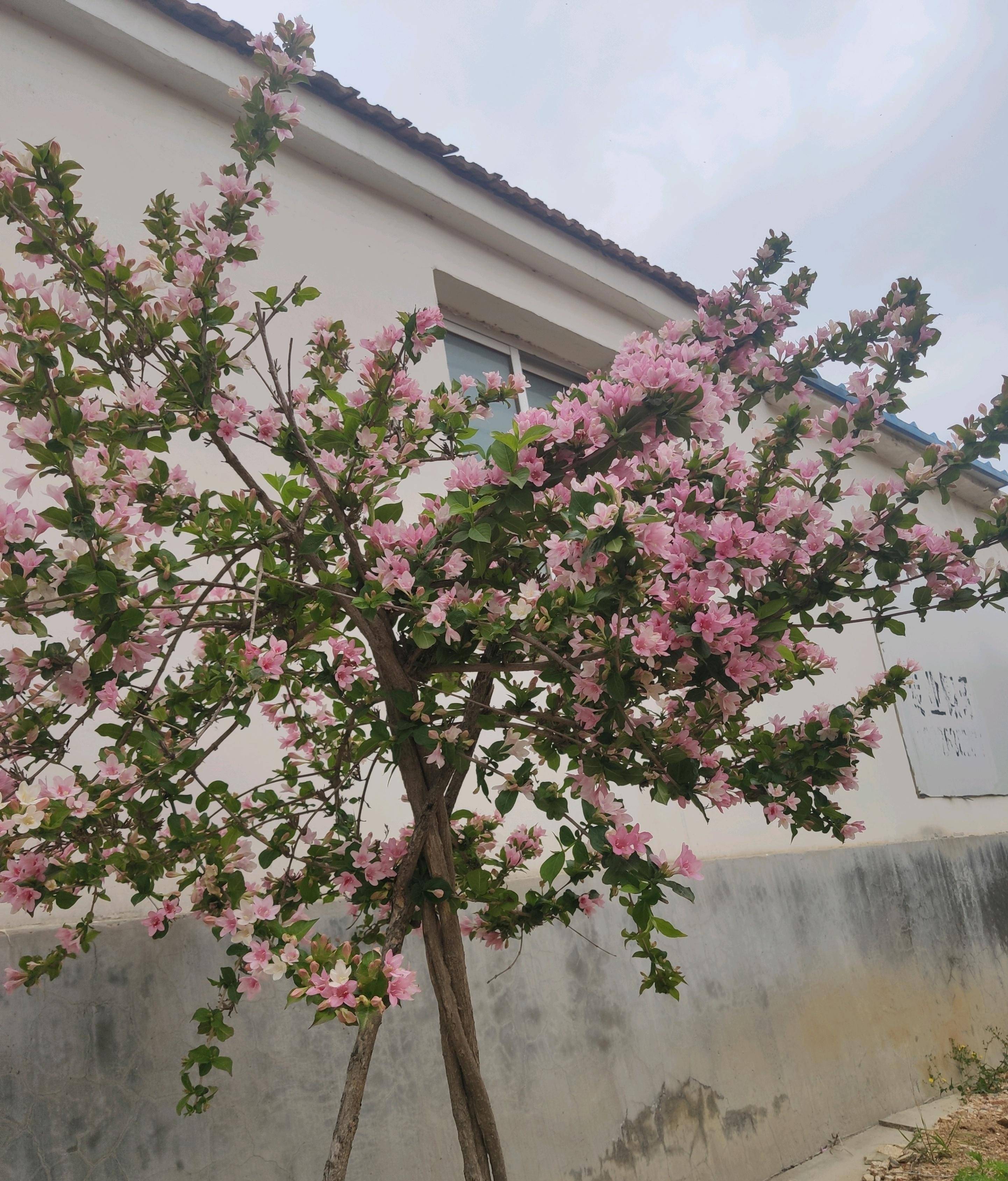 有种观赏植物,叫"花叶锦带",颜值高又耐寒,北方露养能过冬_种植_养护