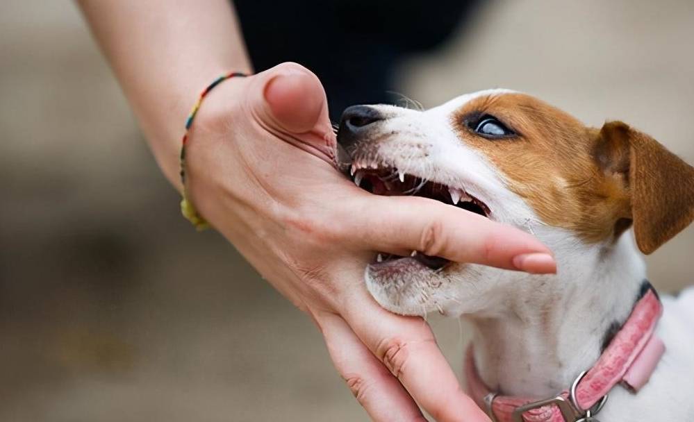 梦魇边缘的守护，解读梦见狗咬老公的手不放的深层含义