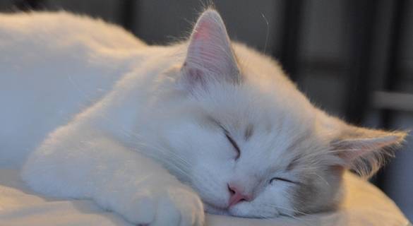 养猫后,宠主还有自由吗?网友说出实情 养猫后,宠主还有自由吗?网友说出实情