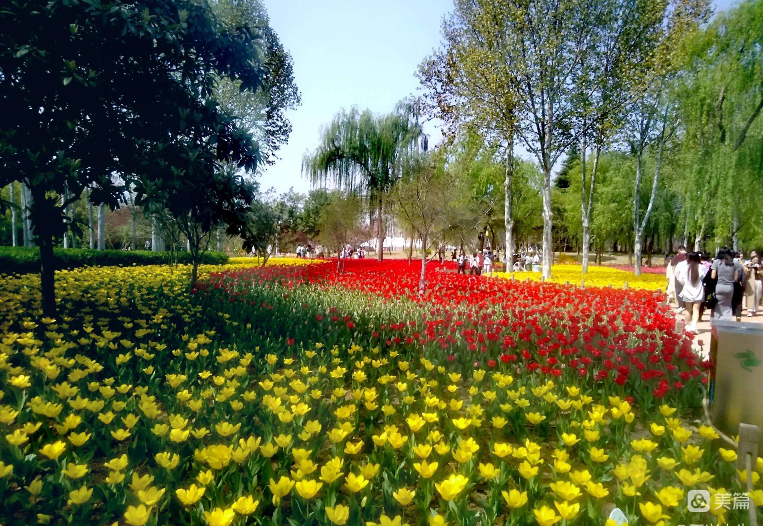 沧州绿博园花卉市场图片