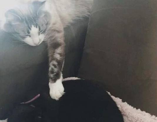 猫猫1秒认出去世猫好友遗物，意外举动感动网友 
