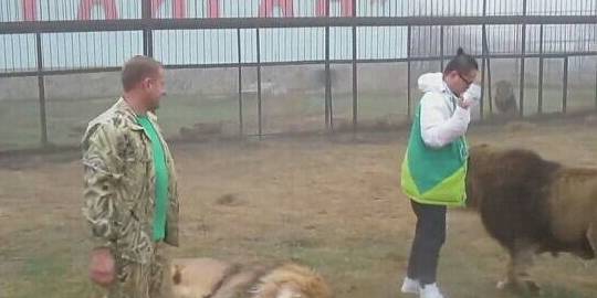 俄罗斯导游教男游客骑雄狮 男子见雄狮后却举手投降 