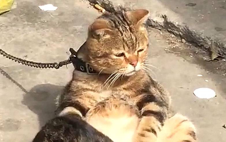 猫咪排队偷肉吃轮流放风,黑猫:快点吃该轮到我了! 猫咪排队偷肉吃轮流放风,黑猫:快点吃该轮到我了!