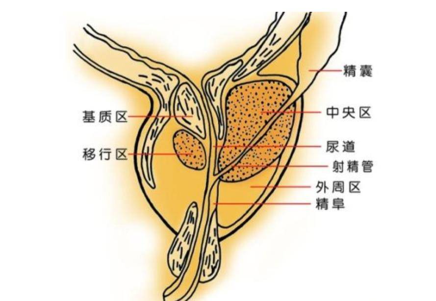 前列腺液怎么排出来图片