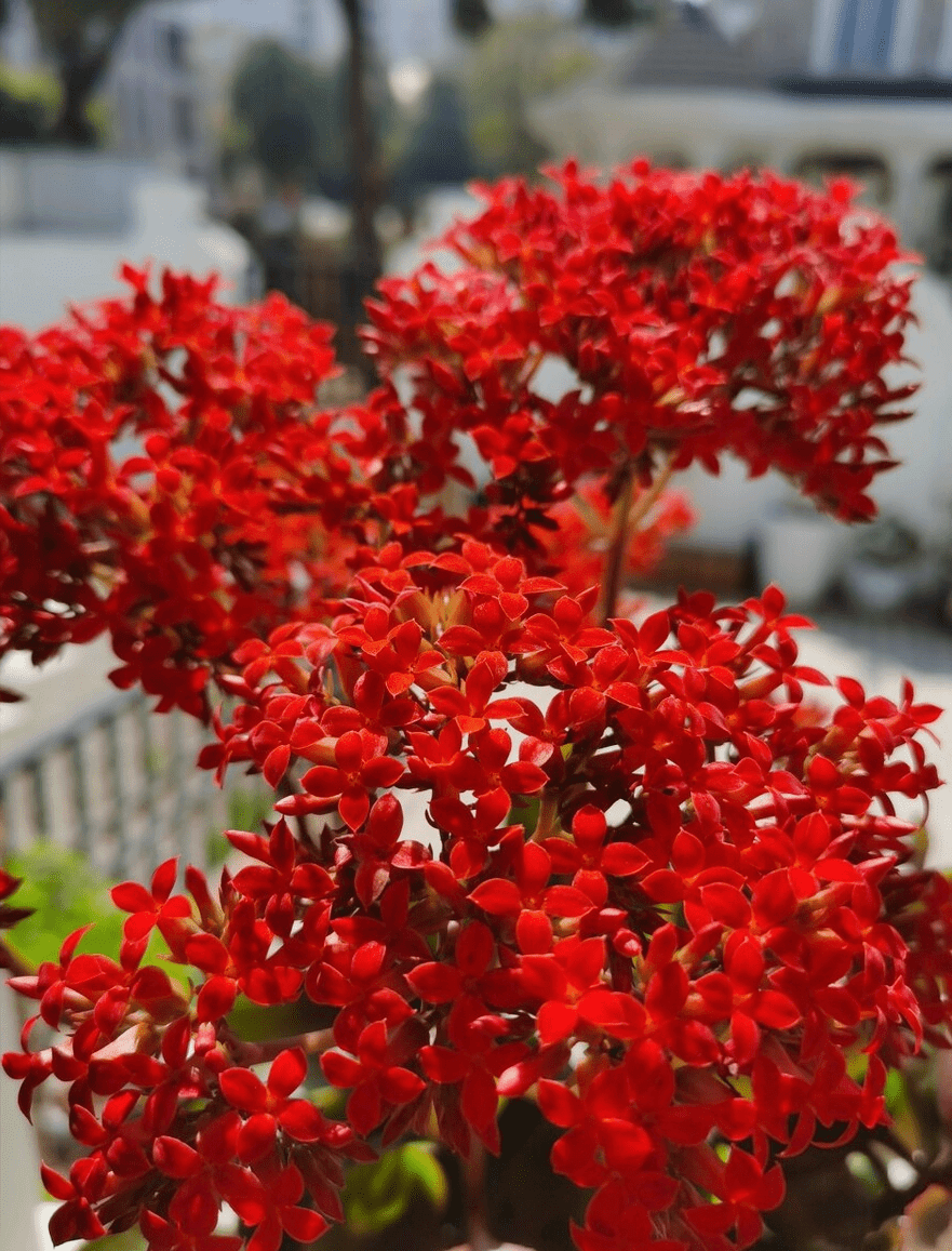 红色狗尾巴草的花语图片