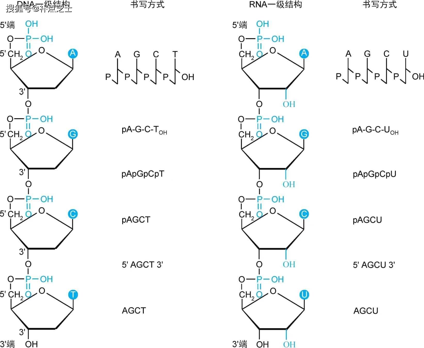 dna分子平面结构示意图图片