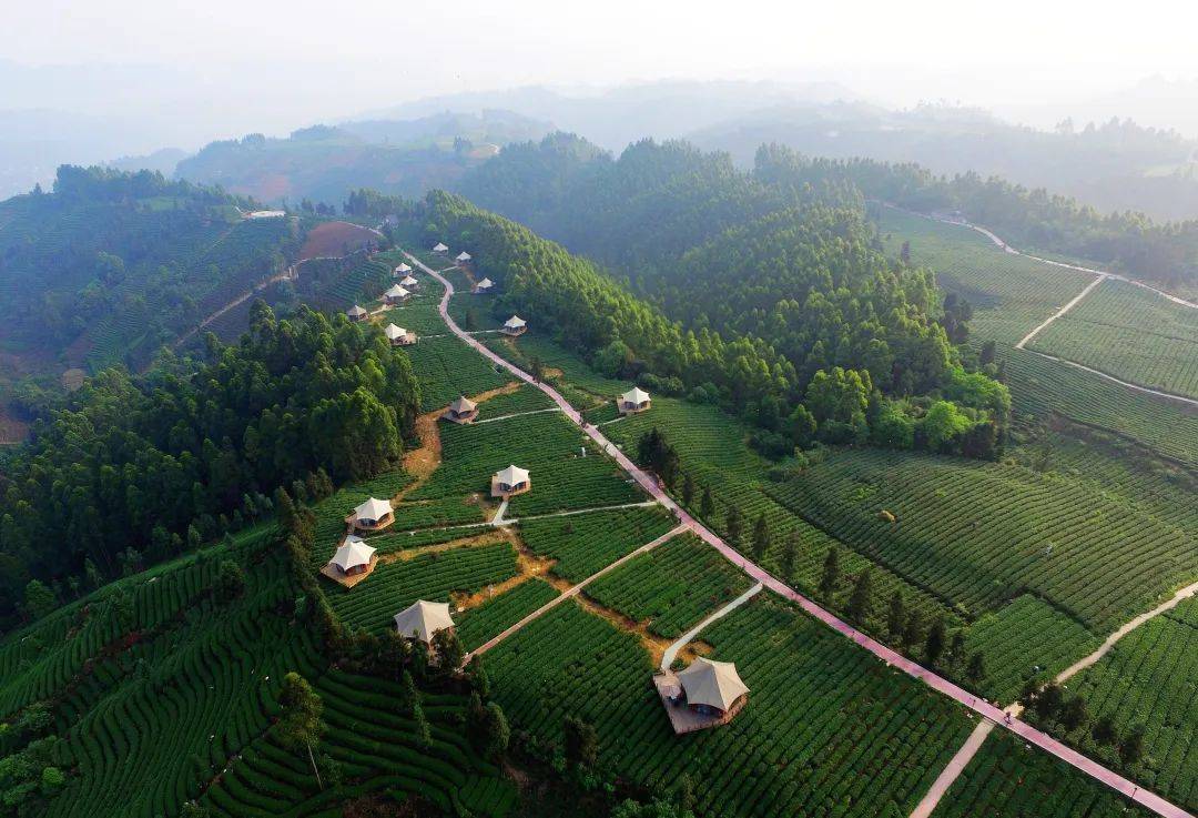 【茗边聚焦】三茶统筹·名山做法_蒙顶山_文化_品牌