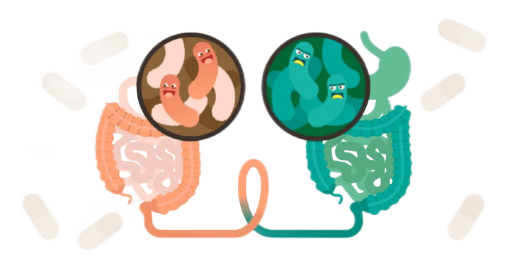 一文读懂"粪菌移植"的前世今生,以及能够运用于治疗哪些疾病!