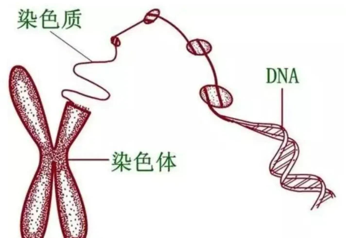 男性染色体图片