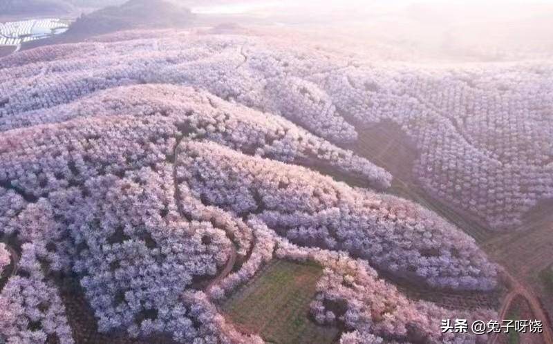 奔走相告（全球最大最美的樱花基地在哪里？）