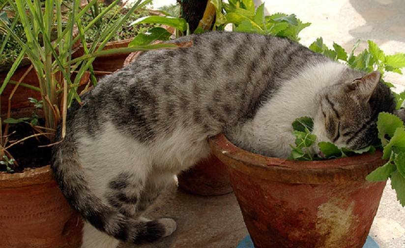 小花园里的猫薄荷,引来了十里八村的喵,网友笑喷:大型猫party_猫咪