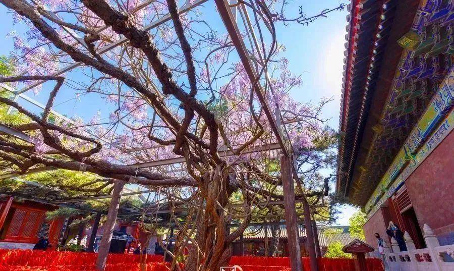 紫藤寄松是红螺寺三绝景之一,此景由"一松二藤"组成.