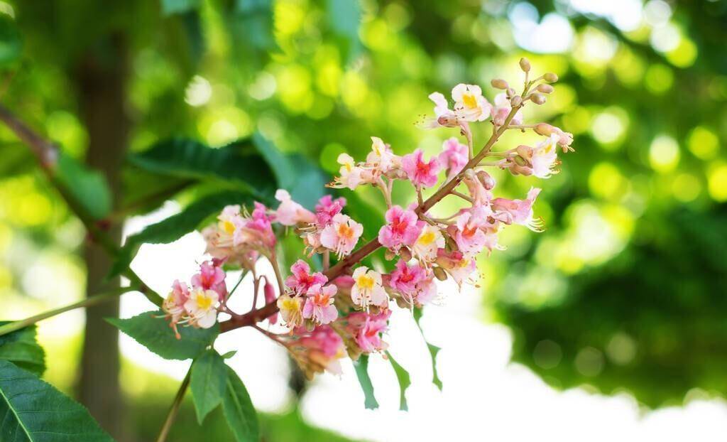 石楠花为什么叫最污花（石楠花是什么花） 第3张