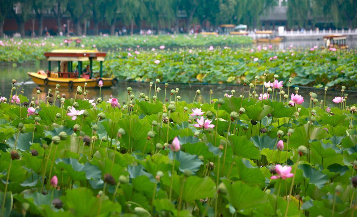 白洋淀荷花大观园图片图片