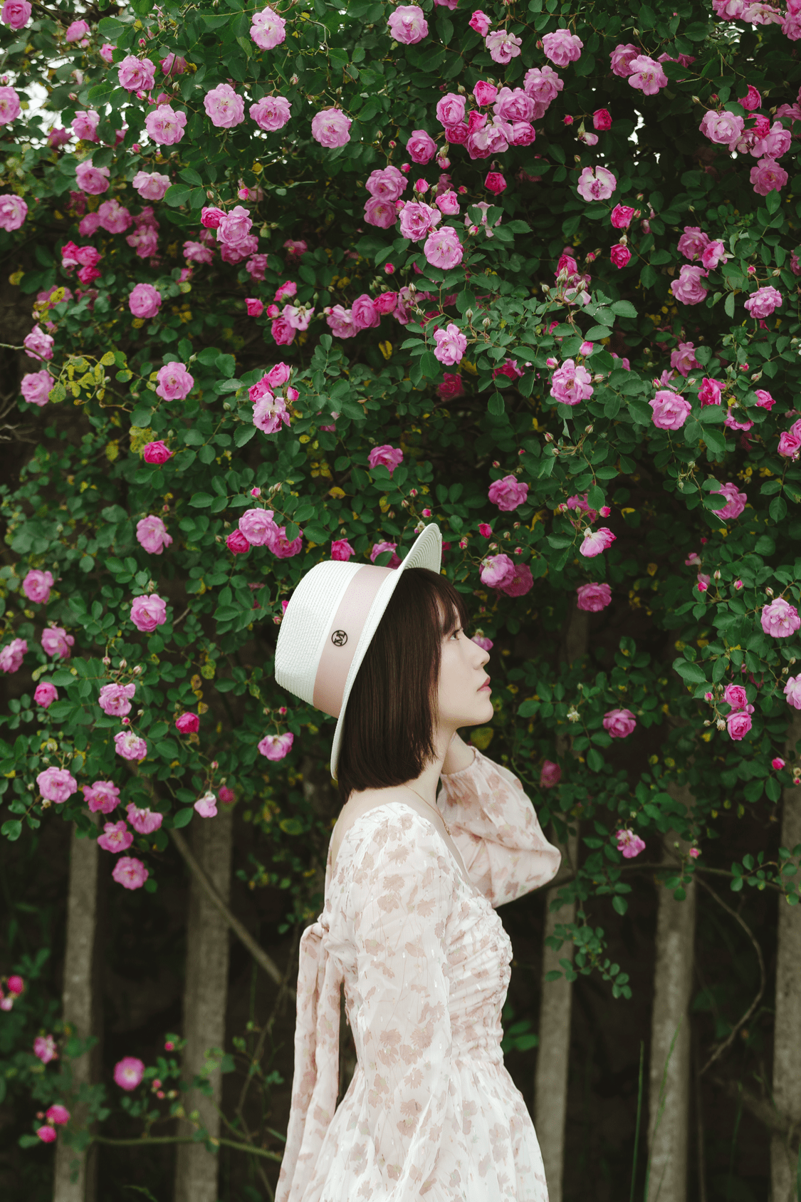 尤其是成片沿着墙攀爬的蔷薇,拍摄人像是极美的,在贵阳,拍照好看的