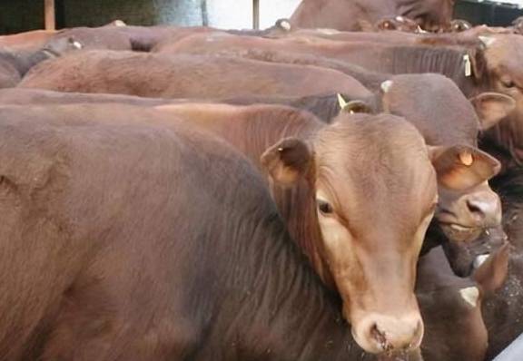 肉牛催肥技术详解:肉牛催肥绝招和肉牛催肥方法,都在这了_饲料_营养