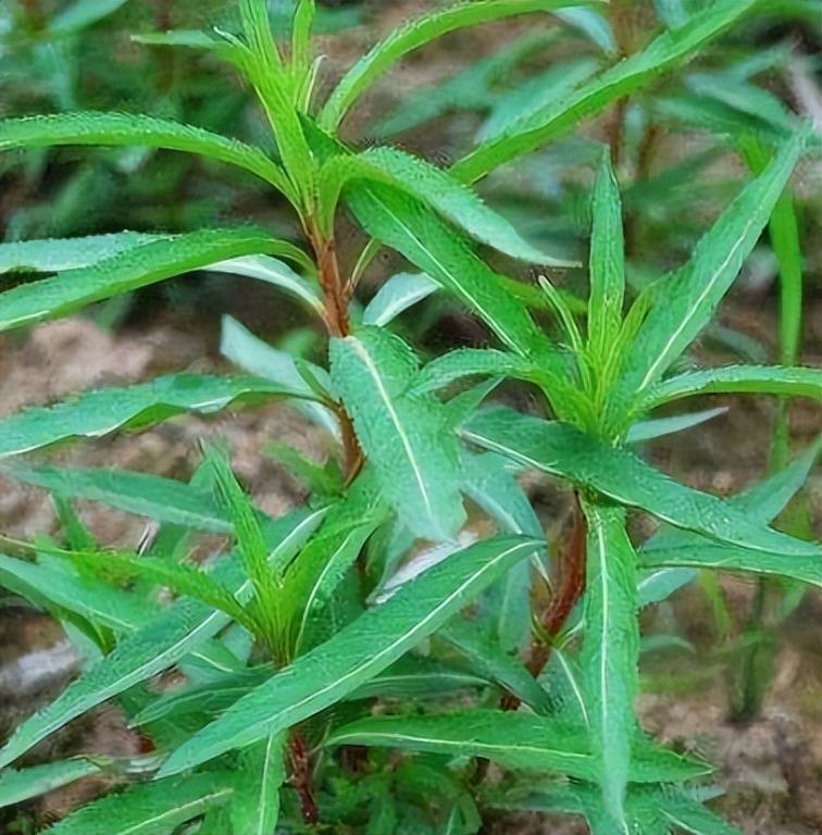 肝炎草药野草图片大全图片