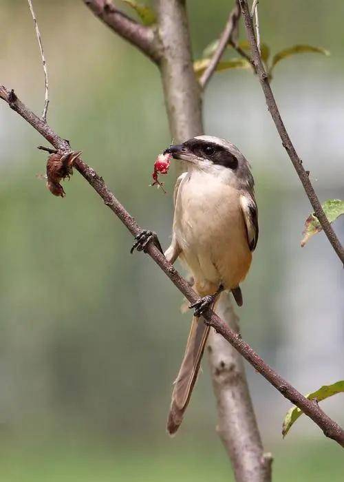 喜欢撸"肉串"的鸟——伯劳鸟_伯奇_尹吉甫_鸟类