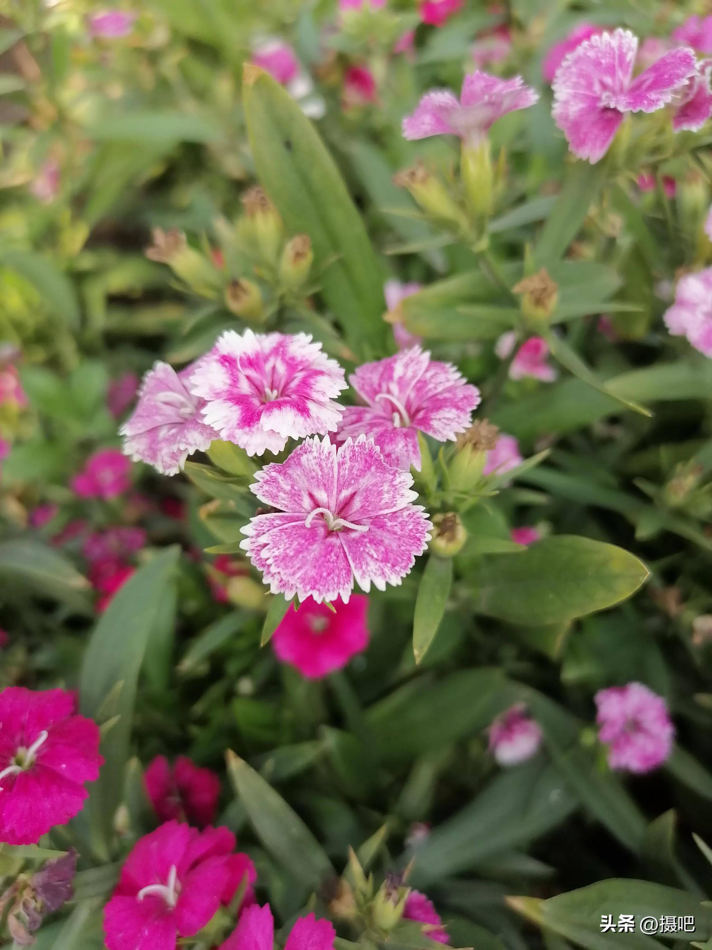 蝴蝶花butterfly flower