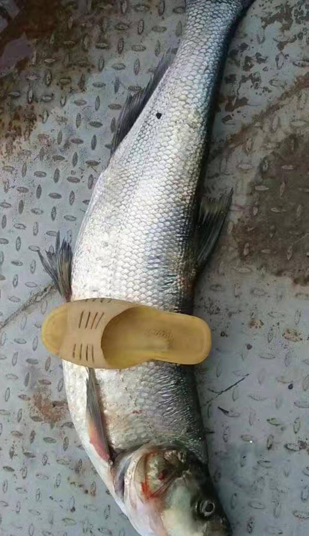 翘嘴红鲌肉质鲜美,市场价高,为何还被称为入侵鱼种?_邛海_捕捞_数量