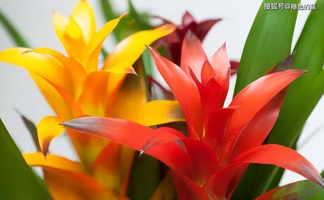 生肖花第一部-生肖花鼠牛虎兔