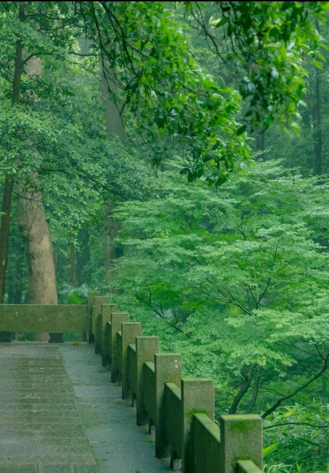 竹林雨景图片大全图片