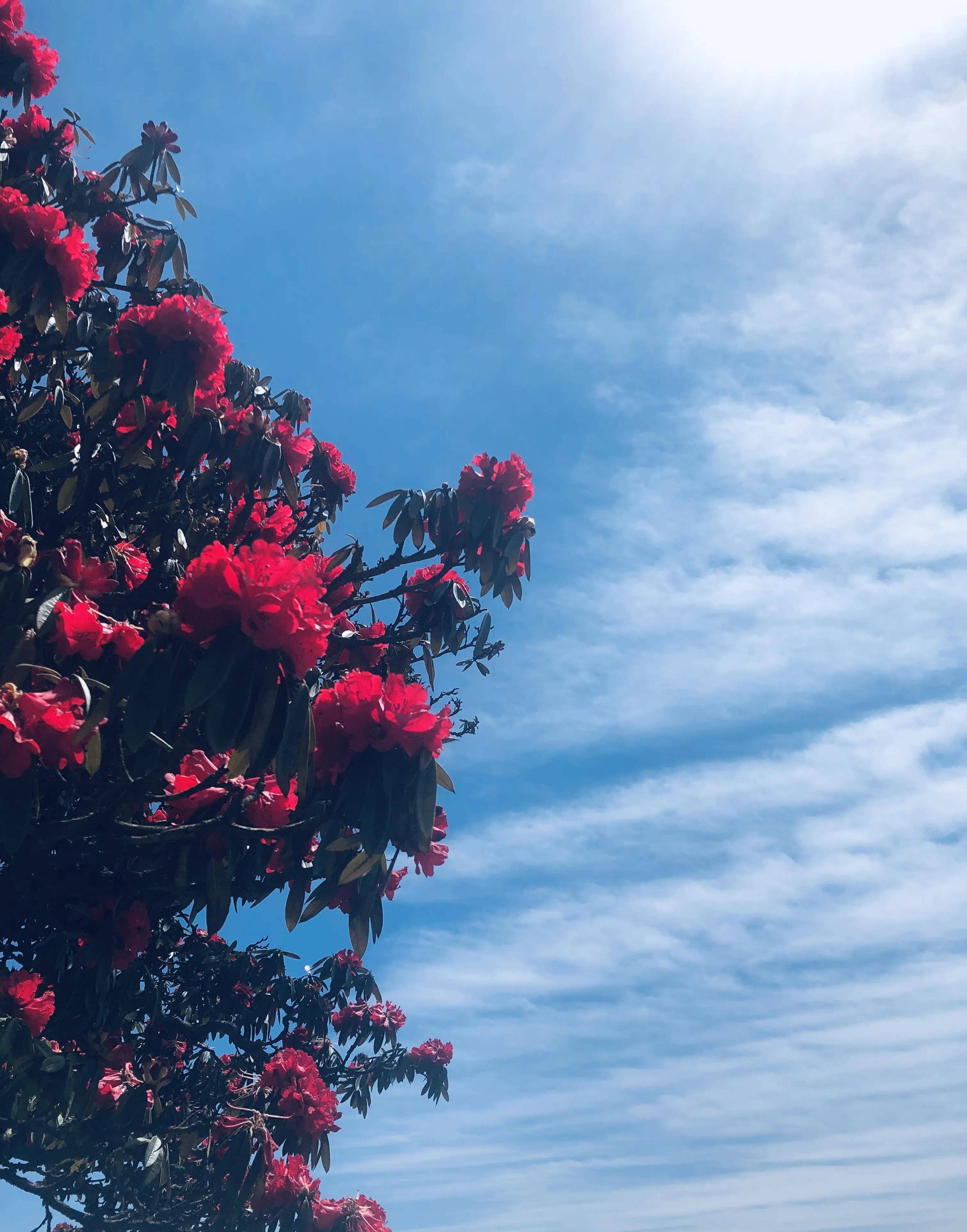 上百人争先恐后,奔赴一场马缨花的盛宴_青青草原_美景_地方