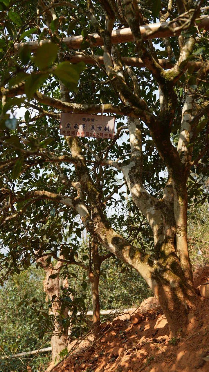 2023年庆承号春茶行—临沧篇:冰岛五寨之糯伍,最"糯"的冰岛茶_古树茶