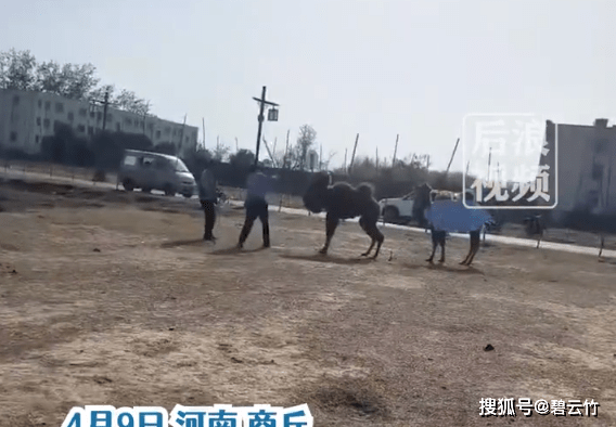 原创            景区骆驼被轮番棒打，是骆驼之过？（骆驼挨打）