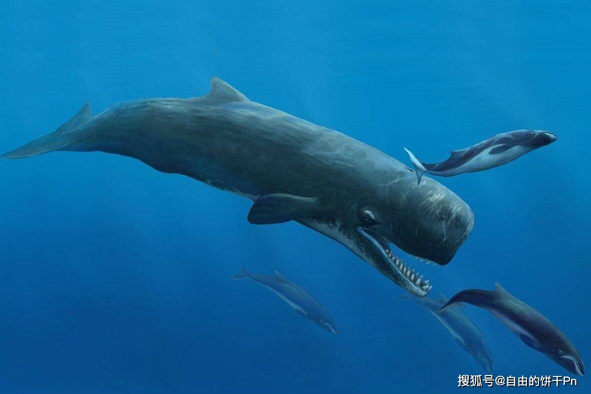 梅尔维尔鲸壁纸图片