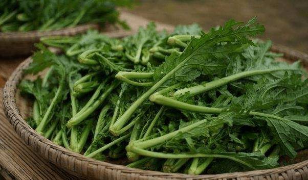 雪里蕻是芥菜的一种,你们见过这种野菜吗?