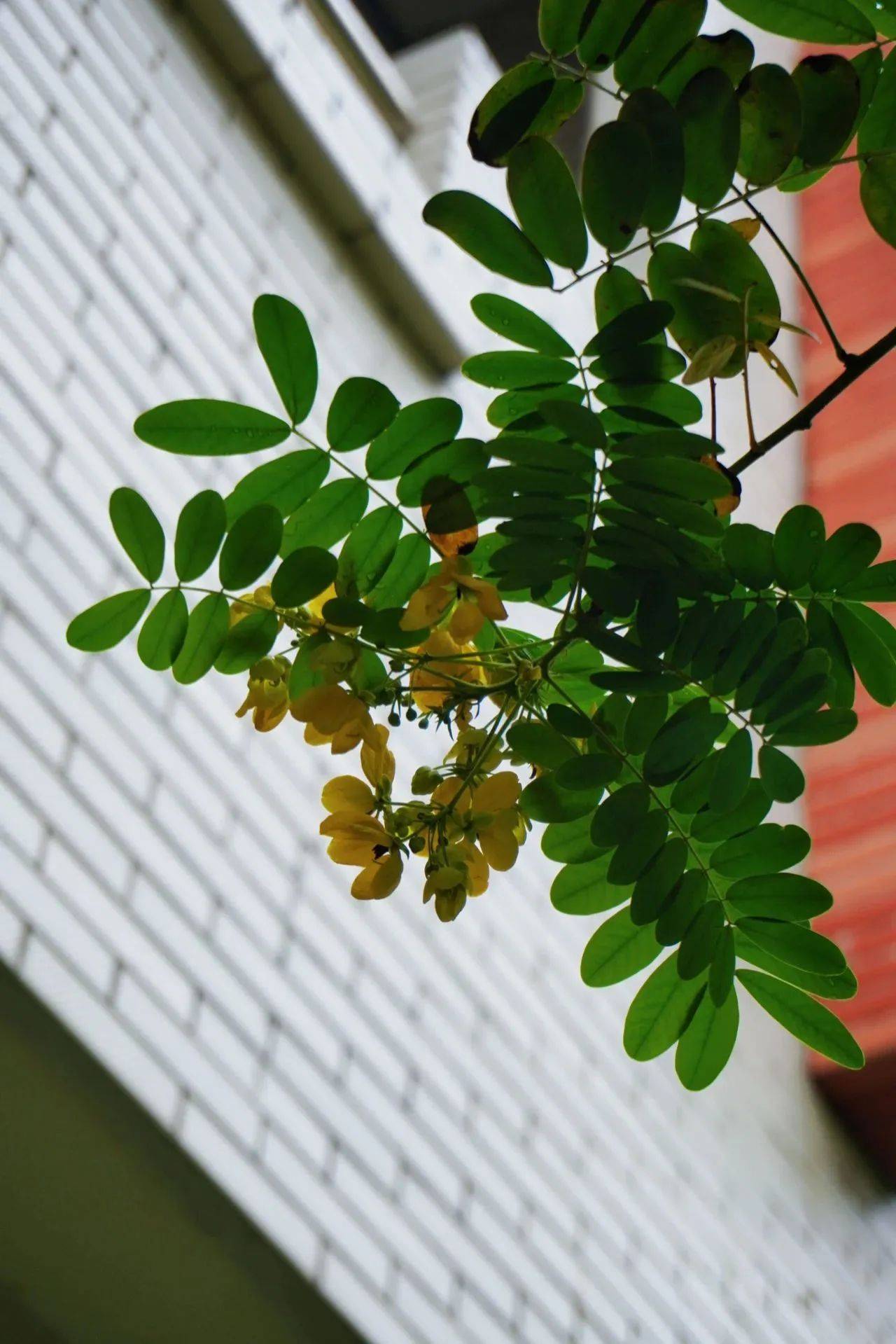 一年一清明花开万物生在这个充满思念的日子我们总会一遍遍认认真真