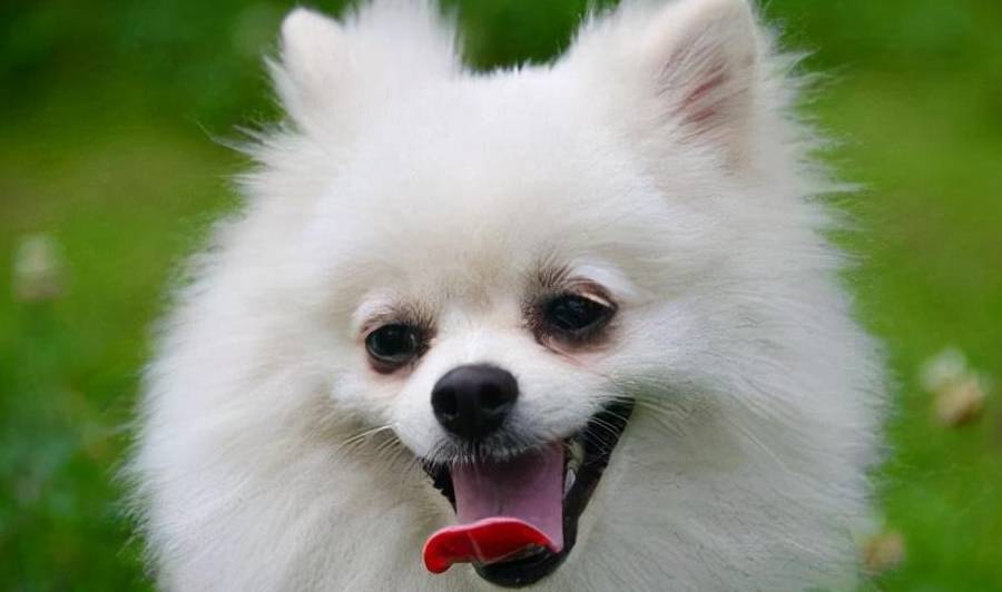 国人最爱的"博美犬",无奈却有这6大缺点_狗狗_美容_泪痕