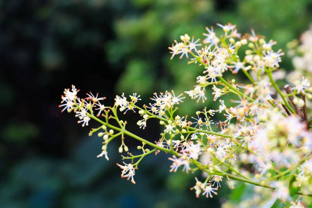 中堂的荔枝花