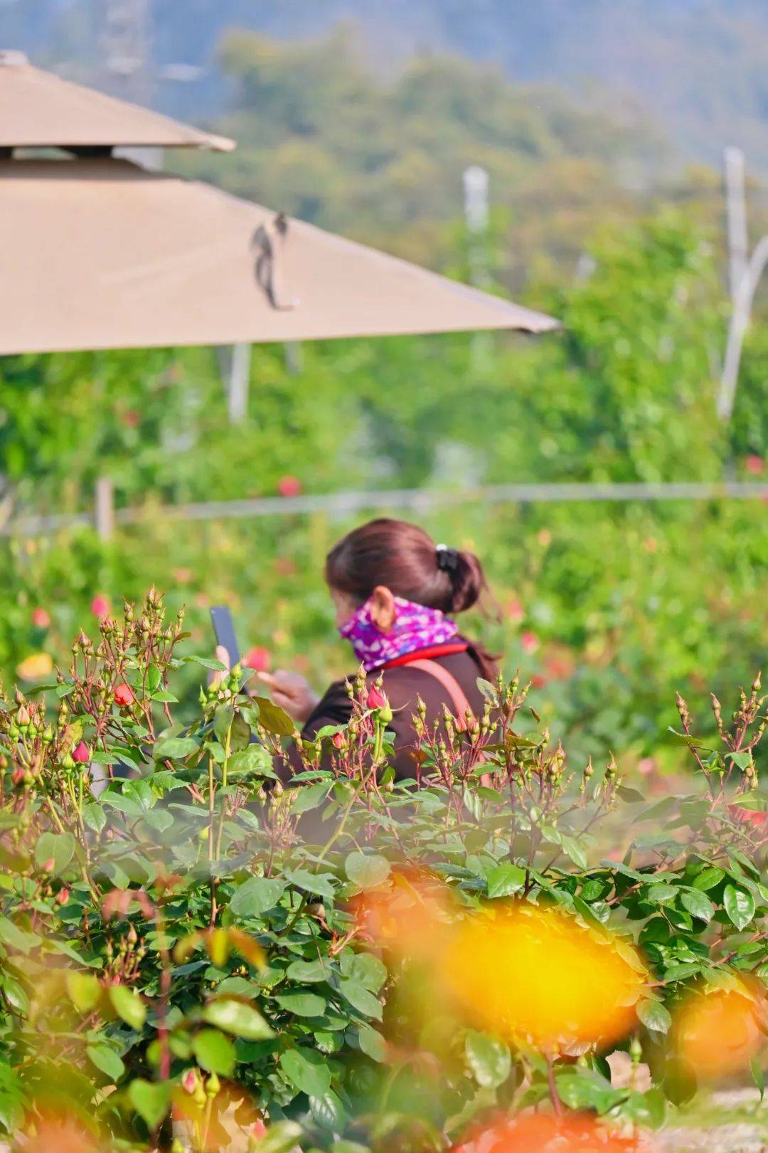 门票免费送!_玫瑰庄园_土主镇_土门子