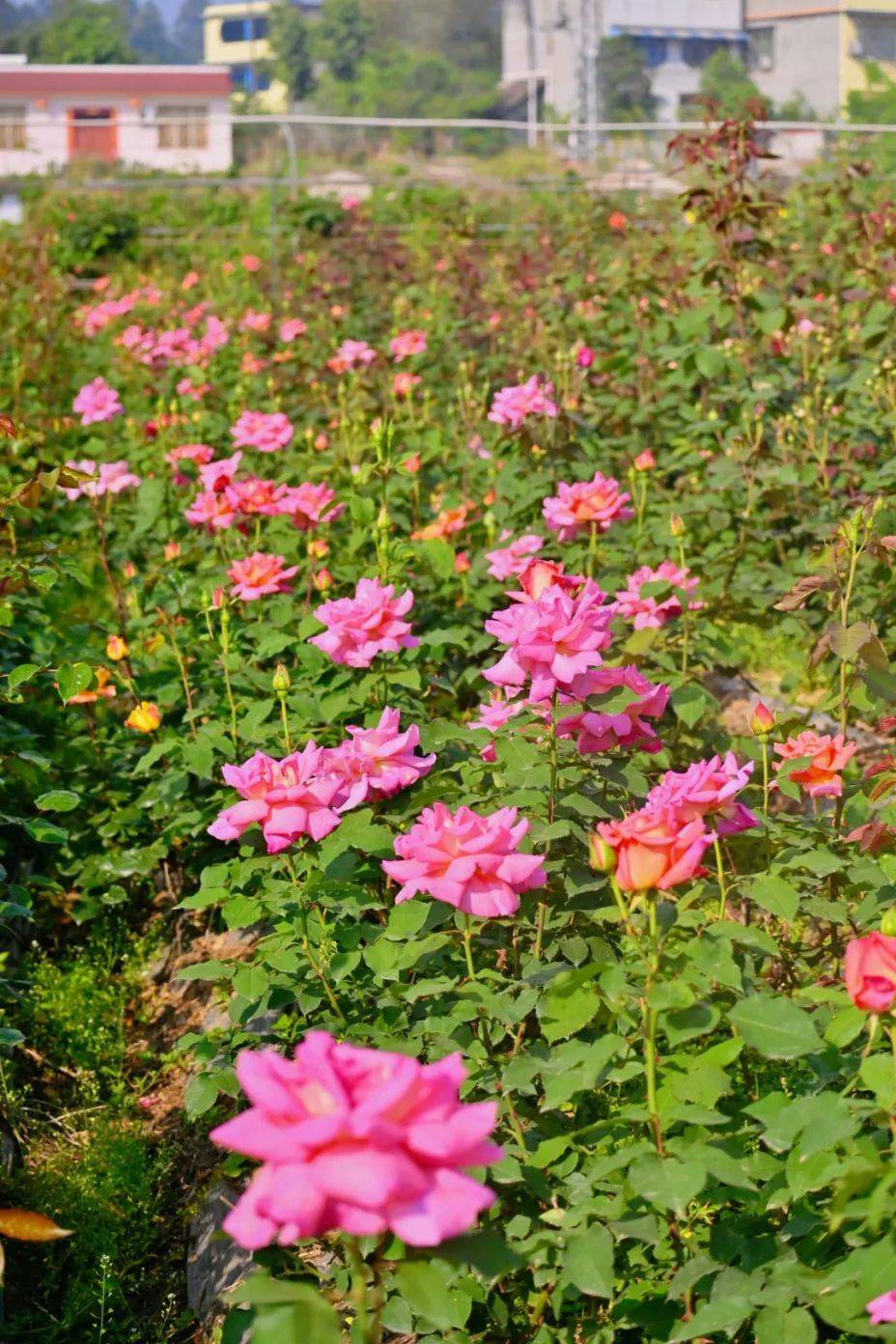 门票免费送!_玫瑰庄园_土主镇_土门子
