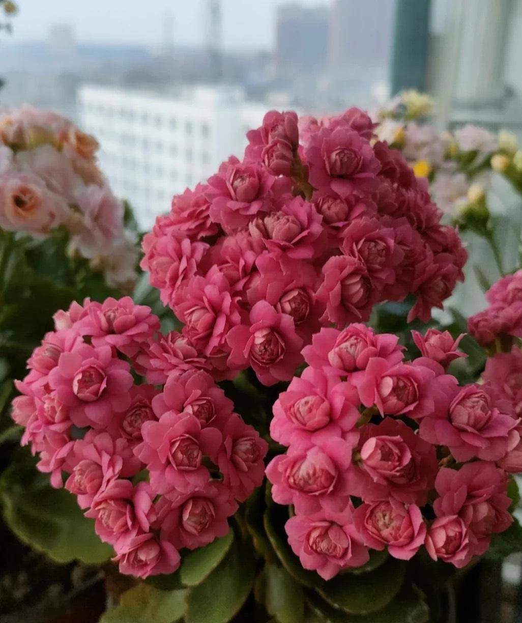 长寿花界的"精品"—豆沙皇后,玫瑰花型,颜值高,好养又爱开花_阳台