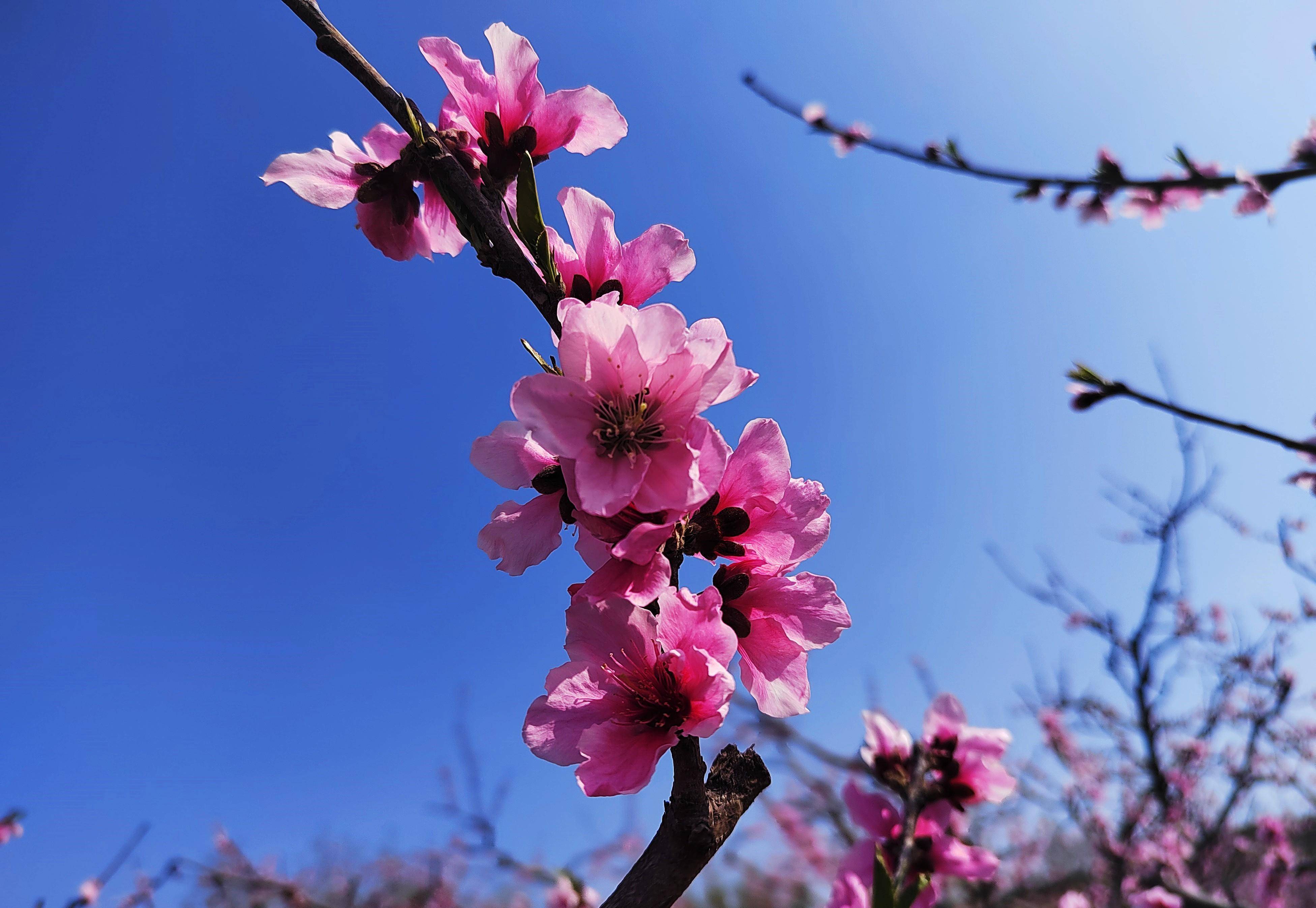 远赴人间桃花宴