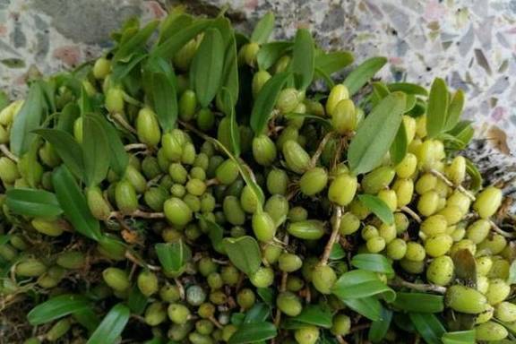 石橄榄是一种猪煮肉的时候必不可少的食材,客家人把石橄榄叫做"石虾"