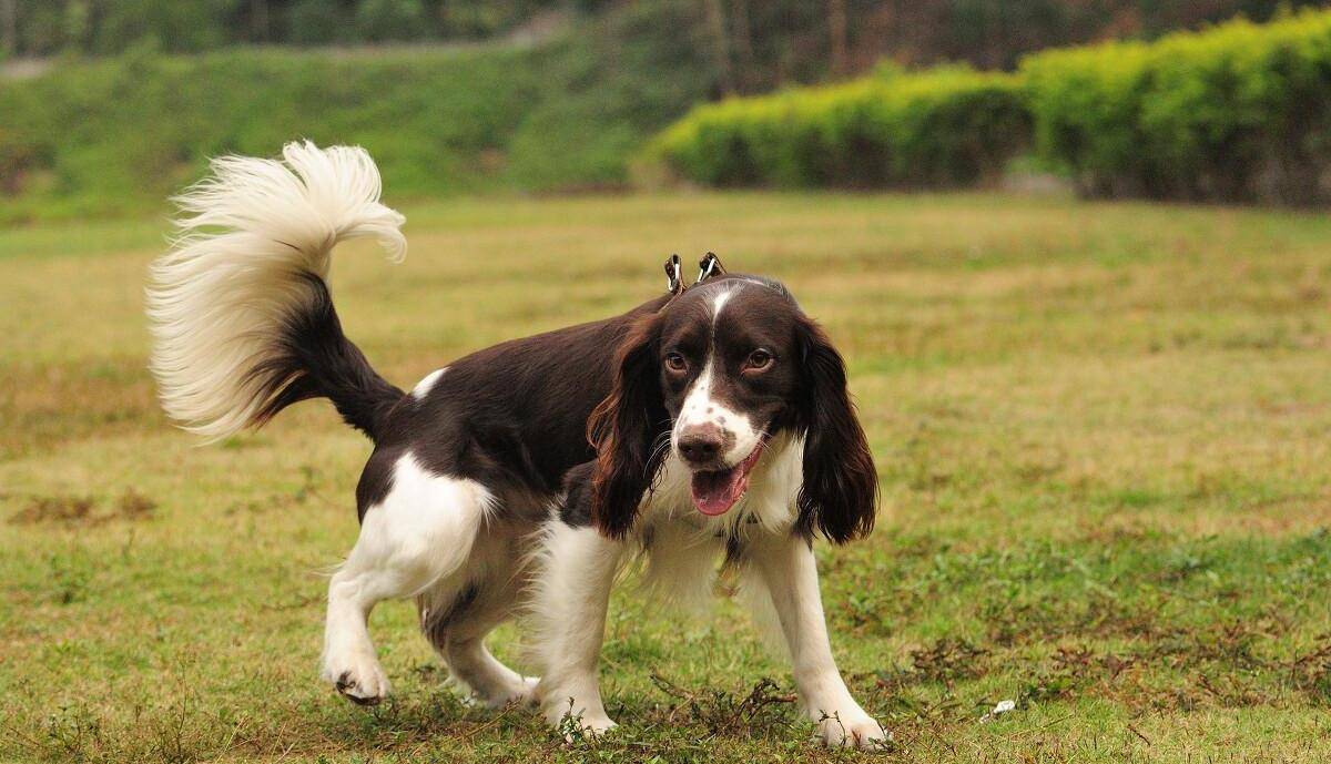虽然史宾格犬的优点很吸引人,但是它也有一些缺点很明显,如果铲屎官